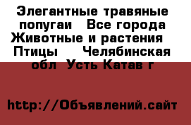 Элегантные травяные попугаи - Все города Животные и растения » Птицы   . Челябинская обл.,Усть-Катав г.